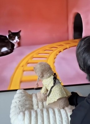 犬に『ジェットコースターの疑似体験』をさせてみた結果→道中に『猫』がたくさん出てきて…まさかの『ブチギレ』が60万再生「喧嘩売ってて草」