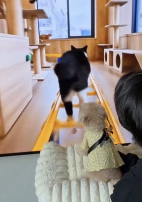「猫いる!?」