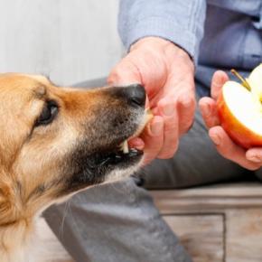 犬が食べると危険な『果物の種』5選　中毒症状を引き起こす可能性も…