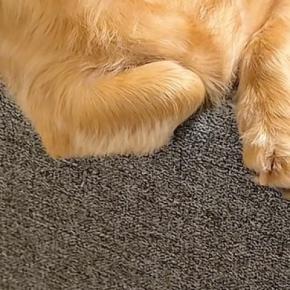 ふと『ソファでくつろぐ犬』を見た結果→なぜか『ひじ掛け』に…あまりにも人間すぎる『貫禄ある光景』が10万再生「くつろいでて草」「声出たｗ」