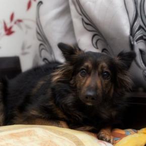 保護犬が抱える『トラウマ』を忘れさせる方法とは?ツライ記憶を消し去るためにできることまで