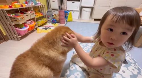 飼い主さんを見る娘さん