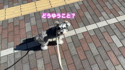 「どういうこと?ただのお散歩じゃないの?」
