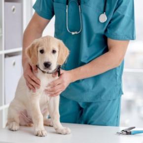 『犬に関わる職業』の年収はいくらぐらいなの？トリマーや獣医師の平均収入まで解説