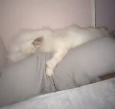 夜、『抱き枕』を大型犬にあげた結果→眠る様子を撮影すると…想像の上をいく『人間すぎる光景』が13万再生「ちゃんと抱き枕w」「手慣れてて草」