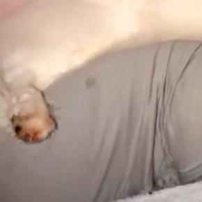 夜、『抱き枕』を大型犬にあげた結果→眠る様子を撮影すると…想像の上をいく『人間すぎる光景』が13万再生「ちゃんと抱き枕w」「手慣れてて草」
