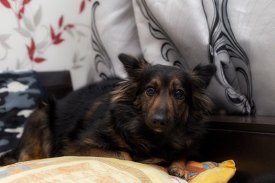 怯える犬