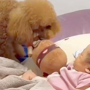 転がる赤ちゃんに『ぬいぐるみ投げて』とお願いする犬→あまりにも無茶な光景に爆笑「なんという癒し空間」「難しいかもw」「最後投げやりで草」