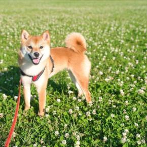 犬を散歩に連れて行くときの『適切な距離・頻度』とは?年齢別の正しい目安まで