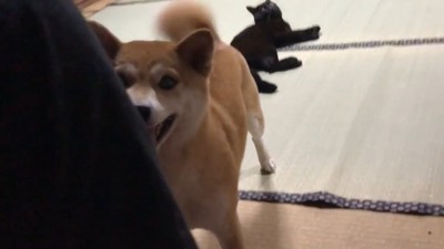 「イタズラする気だな?やめろー!」