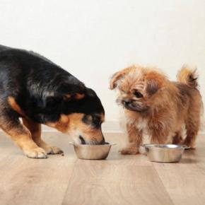 犬の『多頭飼い』に最も適したタイミングとは?2匹目を迎えるメリット・デメリットまで