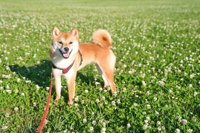 クローバーと柴犬