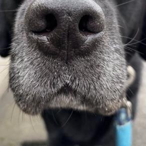外出中、雨が降ってきた結果→大型犬が想像以上に嫌がって…ため息が聞こえてきそうな『不満顔』に爆笑「人間みたいで草」「わかりやすすぎw」