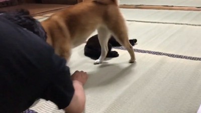 ももちゃんが登場!