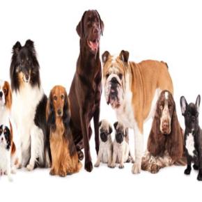 犬の年齢は人間でいうと何歳?計算方法や寿命を延ばすためにできることまで