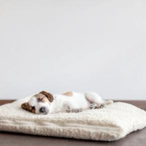 犬の『クーラー病』危険な症状5選 エアコンの冷風による体調不良の原因とは?