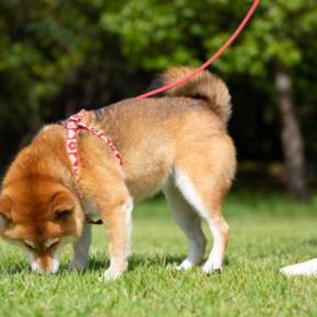 犬が『トイレ中にみせる』5つのサイン　不思議な行動の意味や愛犬の心理まで解説