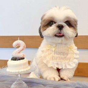お誕生日で『記念写真』を撮影した犬→『可愛く撮れた』と思ったら、映え写真の裏側で…『努力が生んだ一枚』に反響「こんな裏側がｗ」「可愛い」