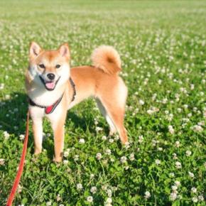 犬の散歩中に気をつけなければならない『ケガ』5つ 帰宅後に必ずチェックすべきことまで
