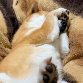 夜、『まだ寝たくない』と駄々をこねる犬→あくびをしたら、空気を察して…まさかの『態度の豹変』が16万再生「切り替えはやww」「甘え上手」