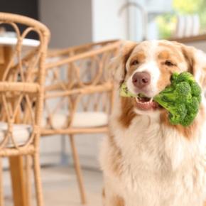 犬の『免疫力』を高める方法5選 愛犬が体調を崩してしまう原因や改善策まで