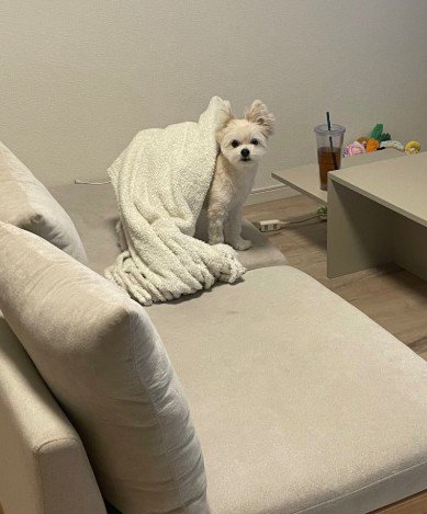 毛布を乗せてどこ行くの?