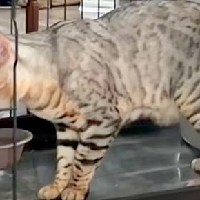 猫がお水を飲んでいたら、なぜか隣で『犬』が静かに…まるで人間のような『律儀すぎる光景』が110万再生「前世日本人?w」「お上品で草」