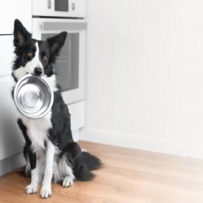 犬の『食器』がヌルヌルする原因3選 ヌメリを付きにくくする方法はあるの?