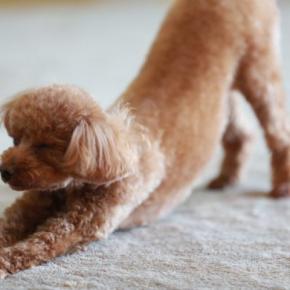 犬が『寝起き』にみせるサイン6選 寝ぼけているワンコにしてはいけないタブー行為とは?