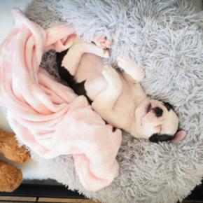 犬が『リラックス』できる環境とは?居心地のいい空間を作るコツや今日からできる工夫まで