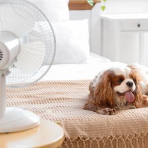 犬の『暑さ対策』いつまで必要?具体的に何をしてあげたらいいの?注意点まで