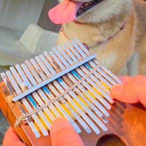 プロのカリンバ奏者が『犬の呼吸を聞いた』結果→おもむろに楽器を取り出して…シュールすぎる光景に4万いいね「続きを…!」「メトロノームで草」