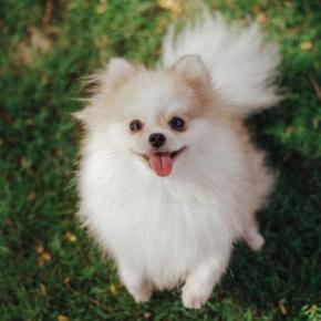 犬が飼い主に『伝えたい』と思っていること5選 見逃したくない愛犬からのメッセージとは?