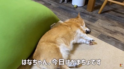 構ってほしそうにゴロ～ン♡