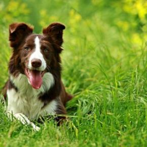 犬が『雑草』を食べるのはなぜ?4つの心理や考えられるリスクまで解説