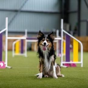 愛犬と楽しめる『ドッグスポーツ』4選 初心者でもできる運動や押さえておきたいポイントまで
