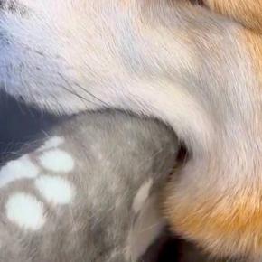 病院で診察待ちをする犬→『緊張してしまうかな』と思ったら…まさかの『肝が据わりすぎている光景』に3万いいね「おっさんで草」「いいイビキw」