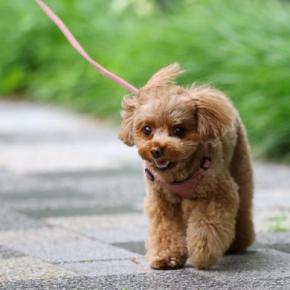 犬の『歩き方』でわかる心理4つ 不安な気持ちを読み取る方法や注意すべき歩行の仕方まで