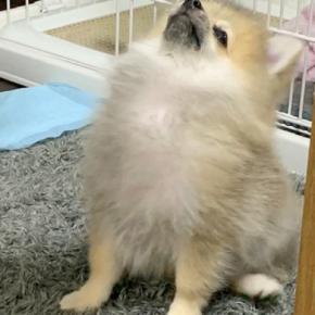 胸毛が『パヤパヤ』している子犬→5年後の現在は…もはや別犬な『立派すぎる光景』に4万いいね集まる「貫禄あって草」「差が激しくて吹いたw」