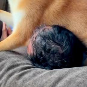 ソファに寝転んでいたら近づいてきた犬→『構ってほしいのかな』と思ったら…想像と違った『まさかの光景』が32万再生「顔ww」「最高のご褒美」