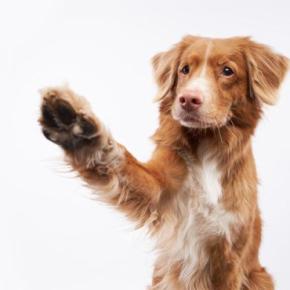 犬が『飼い主を呼んでいる』ときにみせる行動3つ アピールしてくる理由や注意点まで