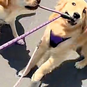 『絶対に帰りたくない大型犬』VS『帰りたい大型犬』お互いの意見が食い違った『まさかの攻防戦』に爆笑「カオスで草」「2匹で散歩行けそうw」