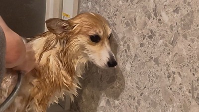 悲壮感漂う表情…!
