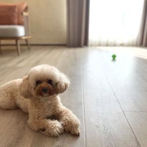 犬に『フローリング』は危険なの?滑りやすい床が引き起こすケガや事故とは?