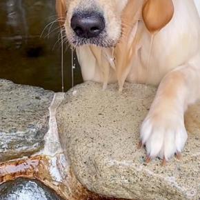 温泉に『大型犬が入った』結果→お湯で背中を流してあげると、顔が…思わず二度見する『人間すぎる表情』が39万再生「くつろぎすぎてて草」