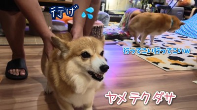 お風呂場への移動を促したら、再び抵抗!