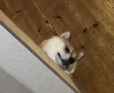 福丸ちゃんが凝視！！