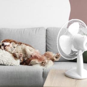 犬が『暑い』と感じる温度とは?愛犬にとって快適な室温は何度なの?夏場の注意点まで解説