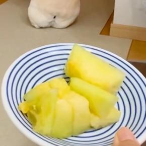 暑い日、お散歩に行けなくて悲しむ犬→大好物の『メロン』を差し出すと…人間の子供のような拗ね方が36万再生「哀愁がw」「背中で語ってて草」