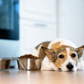 犬が『ご飯を食べない』4つの原因 フードを残してしまう理由や対策まで